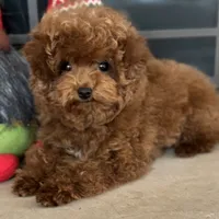 Teacup Maple AKC, a female Poodle - Toy  for sale in Monee, IL – Photo 3 of 4