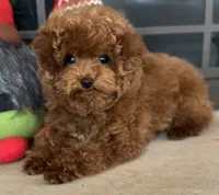 Teacup Maple, a female Poodle - Toy  for sale in Monee, IL – Photo 3 of 4