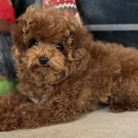 Teacup Maple AKC, a female Poodle - Toy  for sale in Monee, IL – Photo 2 of 4