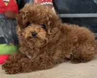 Teacup Maple, a female Poodle - Toy  for sale in Monee, IL – Photo 2 of 4