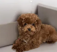Teacup Maple AKC, a female Poodle - Toy  for sale in Monee, IL – 4 of 5