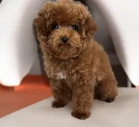 Teacup Maple AKC, a female Poodle - Toy  for sale in Monee, IL – 3 of 5