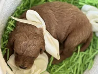 Kara, a female Cavapoo and Poodle - Toy  for sale in Monee, IL – 3 of 4