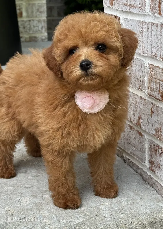 Ava AKC – Poodle - Toy  puppy for sale in Monee, IL