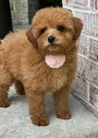 Ava AKC, a female Poodle - Toy  for sale in Monee, IL – 4 of 4
