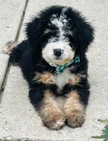 Hugo, a male Miniature Bernedoodle for sale in Monee, IL – 3 of 5