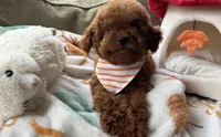 Rocket, a male Cavapoo and Poodle - Toy  for sale in Monee, IL – 6 of 6