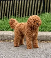 Snickers, a male Cavapoo for sale in Monee, IL – 1 of 3
