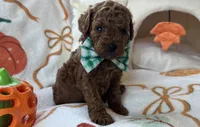 Tater AKC Tiny Toy, a male Poodle - Toy  for sale in Monee, IL – 6 of 6