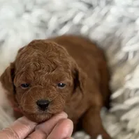 Pippa, a female Poodle - Toy  and Miniature Goldendoodle for sale in Monee, IL – 2 of 5