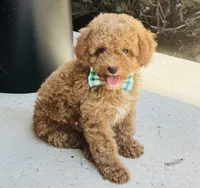 Pierre, a male Poodle - Toy  and Miniature Goldendoodle for sale in Monee, IL – 3 of 5