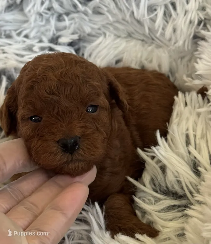 Piper – Poodle - Toy , Miniature Goldendoodle puppy for sale in Monee, IL