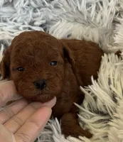 Piper, a male Poodle - Toy  and Miniature Goldendoodle for sale in Monee, IL – 2 of 4