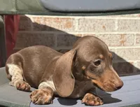 Sebastian , a male Miniature Dachshund for sale in Monee, IL – 4 of 6
