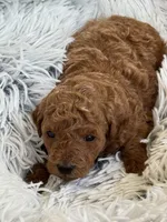 Preston, a male Poodle - Toy  and Miniature Goldendoodle for sale in Monee, IL – 3 of 4