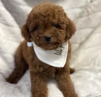 Rocket, a male Cavapoo and Poodle - Toy  for sale in Monee, IL – 4 of 5