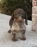Sebastian , a male Miniature Dachshund for sale in Monee, IL – 3 of 6