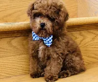 Tiny Mochi AKC, a male Poodle - Toy  for sale in Monee, IL – 5 of 7