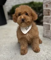 Ollie AKC, a male Poodle - Toy  for sale in Monee, IL – 1 of 6
