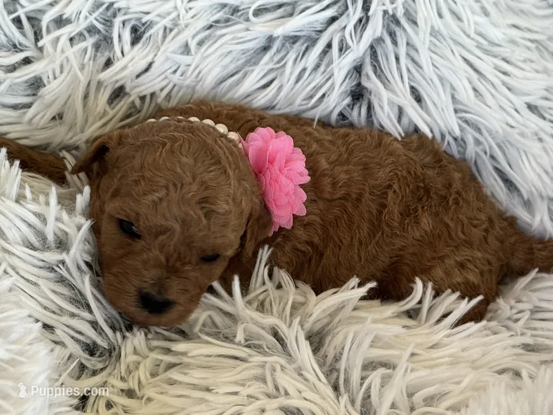 Pixie – Poodle - Toy , Miniature Goldendoodle puppy for sale in Monee, IL