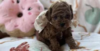Tulip AKC Tiny Toy, a female Poodle - Toy  for sale in Monee, IL – 5 of 6