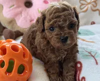 Tulip AKC Tiny Toy, a female Poodle - Toy  for sale in Monee, IL – 3 of 6