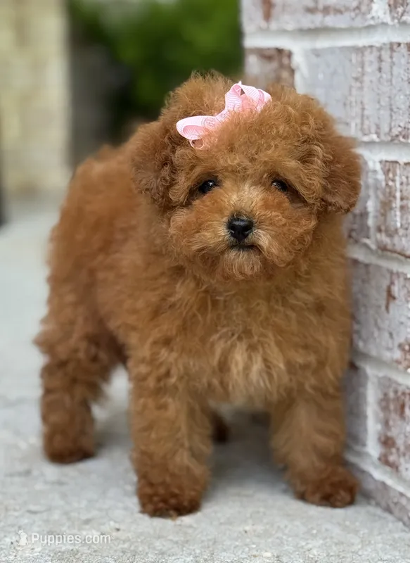 Rose AKC – Poodle - Toy  puppy for sale in Monee, IL