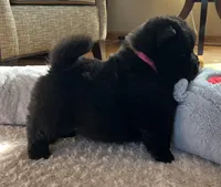 Nashi, a female Chow Chow for sale in Monee, IL – Photo 6 of 6