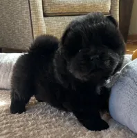 Nashi, a female Chow Chow for sale in Monee, IL – Photo 4 of 6