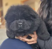 Kai, a female Chow Chow for sale in Monee, IL – Photo 4 of 5