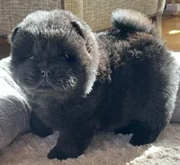 Nashi, a female Chow Chow for sale in Monee, IL – Photo 1 of 6