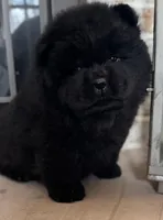 Kai, a female Chow Chow for sale in Monee, IL – Photo 3 of 5