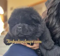 Kai, a female Chow Chow for sale in Monee, IL – Photo 2 of 5