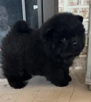 Kai, a female Chow Chow for sale in Monee, IL – Photo 5 of 5