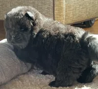 Nashi, a female Chow Chow for sale in Monee, IL – Photo 2 of 6