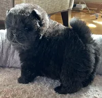 Nashi, a female Chow Chow for sale in Monee, IL – Photo 3 of 6