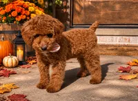 Pico, a male Poodle - Toy  and Poodle - Miniature  for sale in Monee, IL – 4 of 4