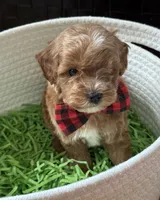 Klover Tiny, a male Cavapoo and Poodle - Toy  for sale in Monee, IL – 4 of 6