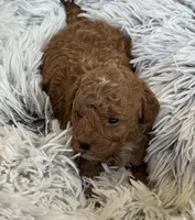 Pierre, a male Poodle - Toy  and Miniature Goldendoodle for sale in Monee, IL – 3 of 5