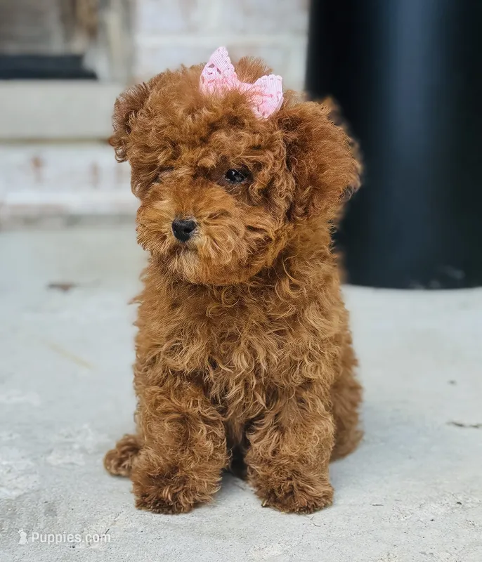 Kisses Tiny AKC – Poodle - Toy  puppy for sale in Monee, IL