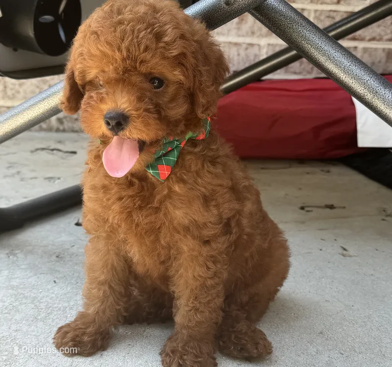 Pierre – Poodle - Toy , Miniature Goldendoodle puppy for sale in Monee, IL
