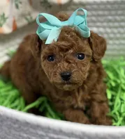 Minnie AKC, a female Poodle - Toy  for sale in Monee, IL – Photo 4 of 6