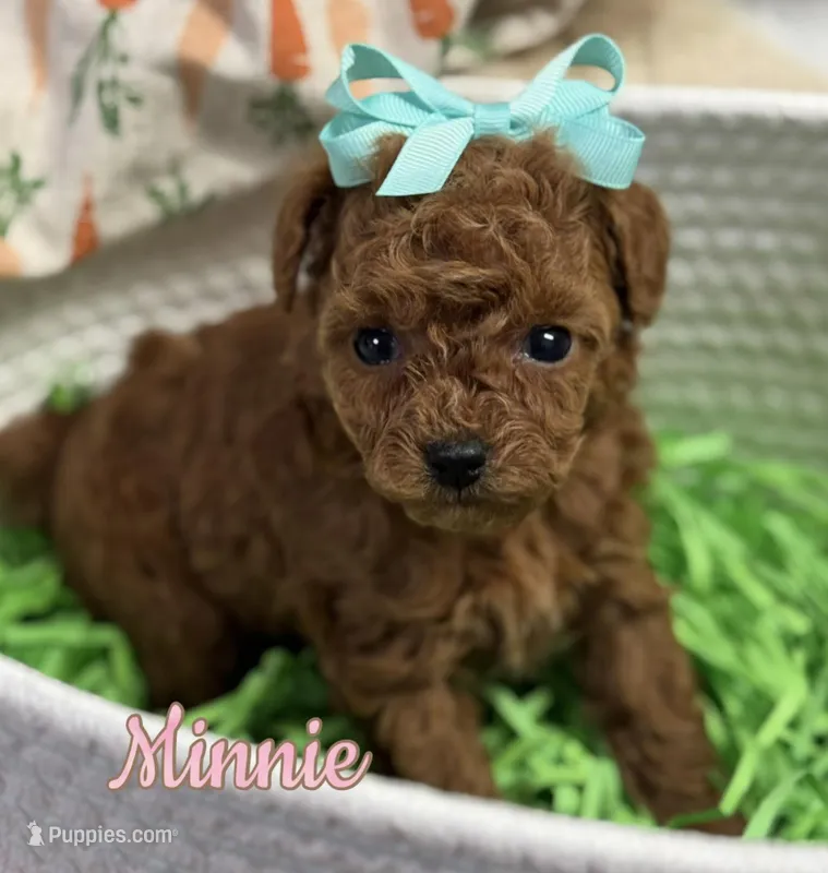 Minnie AKC – Poodle - Toy  puppy for sale in Monee, IL