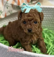 Minnie AKC, a female Poodle - Toy  for sale in Monee, IL – Photo 1 of 6