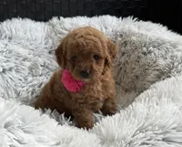 Kara, a female Cavapoo and Poodle - Toy  for sale in Monee, IL – 5 of 6