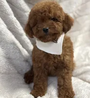 Rocket, a male Cavapoo and Poodle - Toy  for sale in Monee, IL – 5 of 5