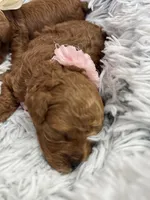Tiny babies, a female Poodle - Toy  for sale in Monee, IL – 7 of 8