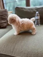 Scooter Teacup, a male Poodle - Toy  for sale in Monee, IL – 6 of 6