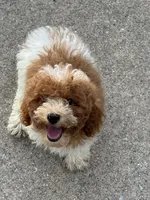 Sparky, a male Poodle - Toy  for sale in Monee, IL – 5 of 5
