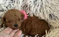 Pixie, a female Poodle - Toy  and Miniature Goldendoodle for sale in Monee, IL – 4 of 5